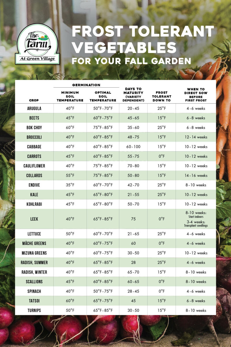 Frost Tolerant Vegetables for Your Fall Garden The Farm at Green Village