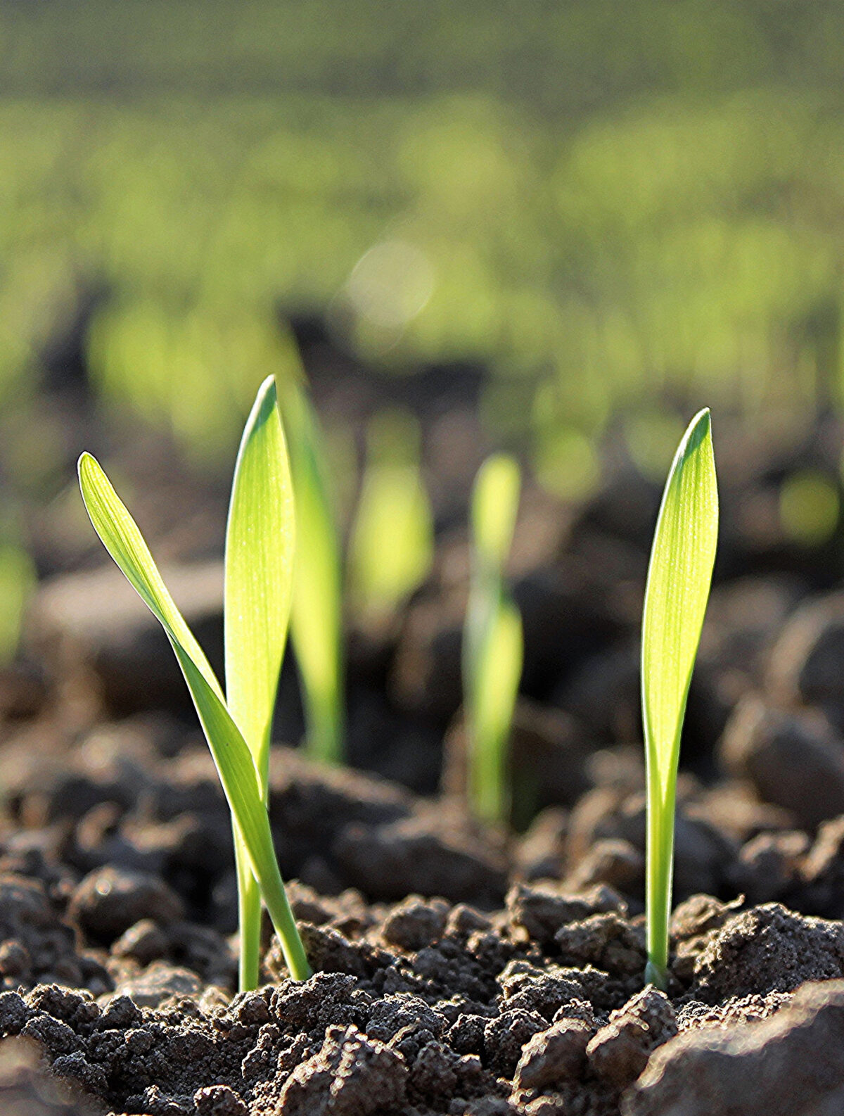 Guide to Bumper Crop® Soil Builder The Farm at Green Village