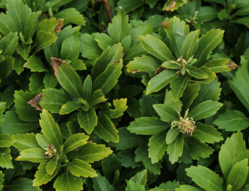 Guide to Pachysandra