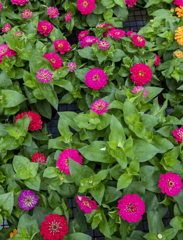 Deer Resistant Annuals Visual Guide - The Farm at Green Village