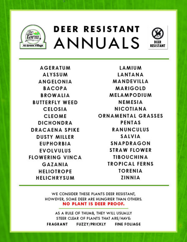 List of Deer Resistant Annuals & Perennials - The Farm at Green Village