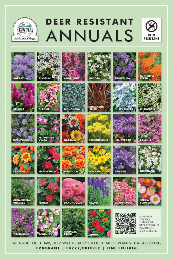 Deer Resistant Annuals Visual Guide - The Farm at Green Village