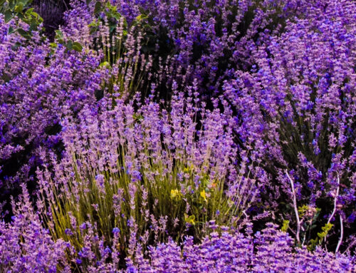 English vs. French Lavender
