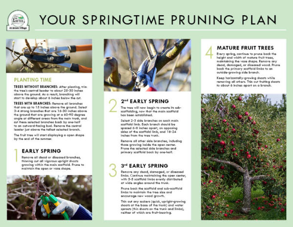 Guide to Pruning Fruit Trees - The Farm at Green Village
