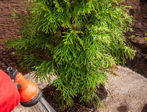 Guide to Watering Newly Planted Perennials, Trees, & Shrubs