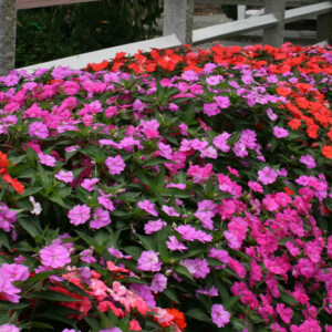 Vinca