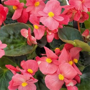 Wax Begonia