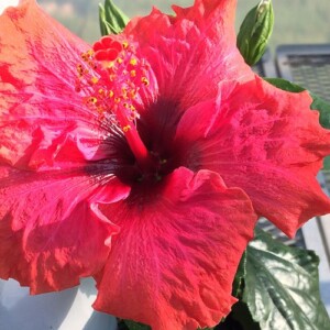 Hibiscus