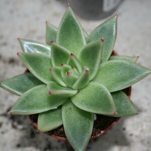 Succulents & Cacti