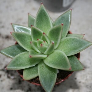 Succulents & Cacti