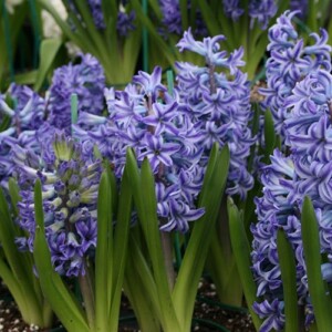Hyacinth