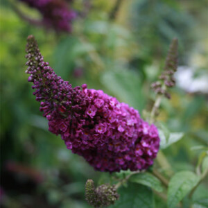 Flowering Shrub - The Butterfly Bush