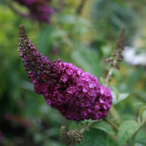 Flowering Shrub - The Butterfly Bush