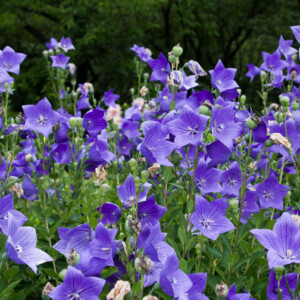 Perennials