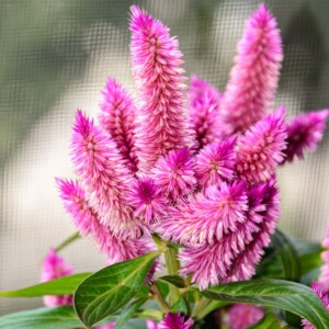 Celosia