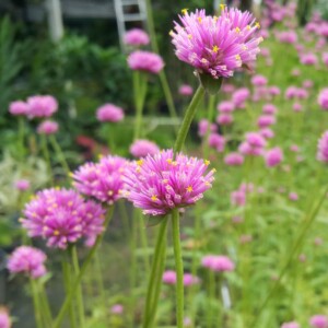 Gomphrena