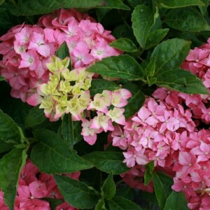 Hydrangea