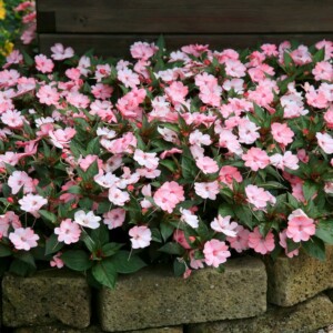 Impatiens