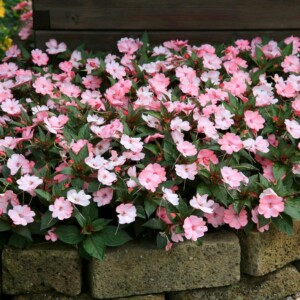 Impatiens