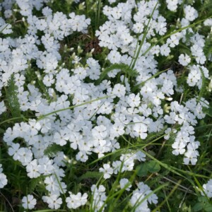 Irish Moss