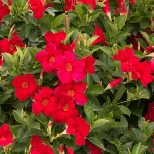 Mandevilla