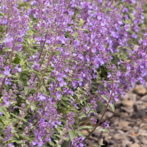 Nepeta Walker