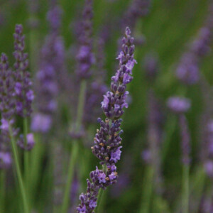 Phenominal Lavender
