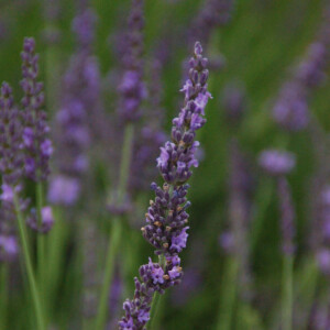 Phenominal Lavender