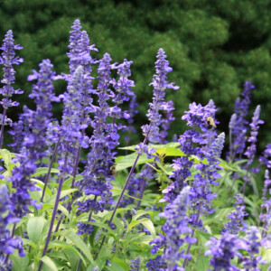 Salvia Salvia