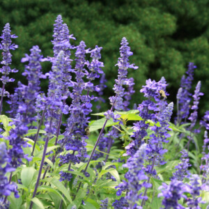 Salvia Salvia