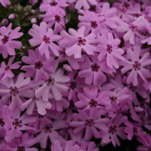 Verbena