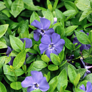 Vinca Minor Bowles