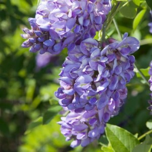 Wisteria