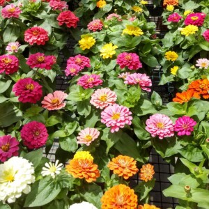 Zinnia