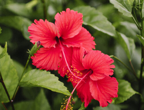 Guide to Tropical Plant Care
