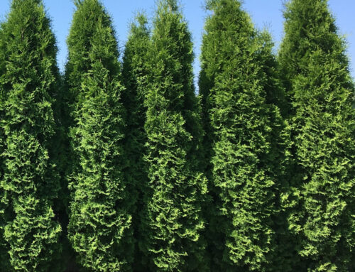 Arborvitae Spacing Guide