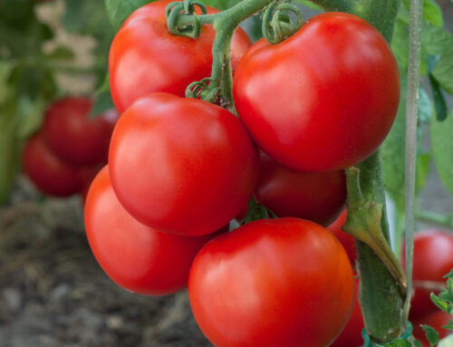 Grafted Tomatoes
